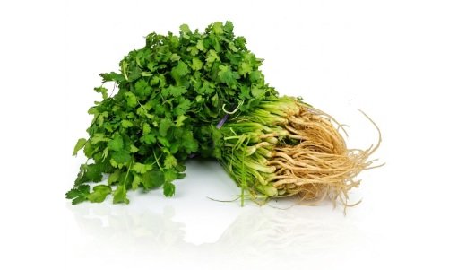 Cilantro manojo grande fresco para mayoreo en Querétaro, México