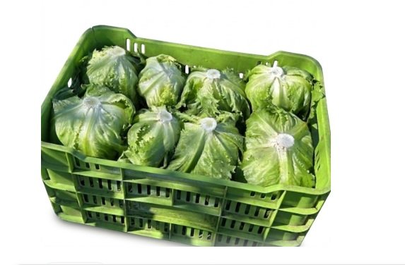 Lechuga romana fresca 12 piezas caja mayoreo Querétaro