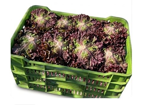 Lechuga Sangría 10 piezas caja mayoreo fresca Distribuidora Hermanos Rojas Querétaro