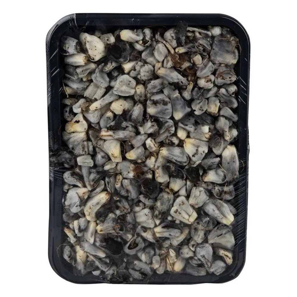 Charolas de huitlacoche fresco de alta calidad, verdura prehispánica para restaurantes